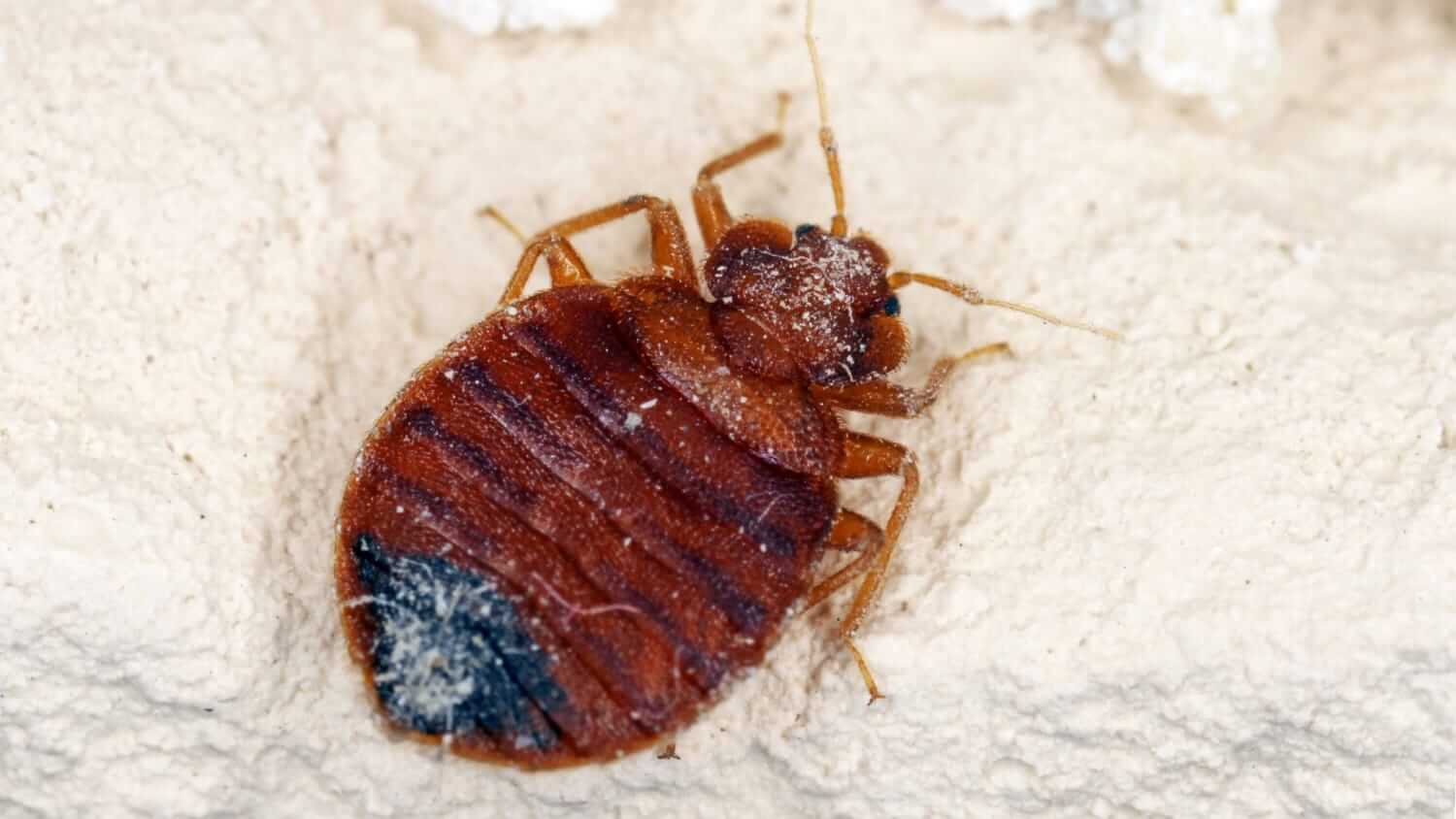 Closeup of a bedbug