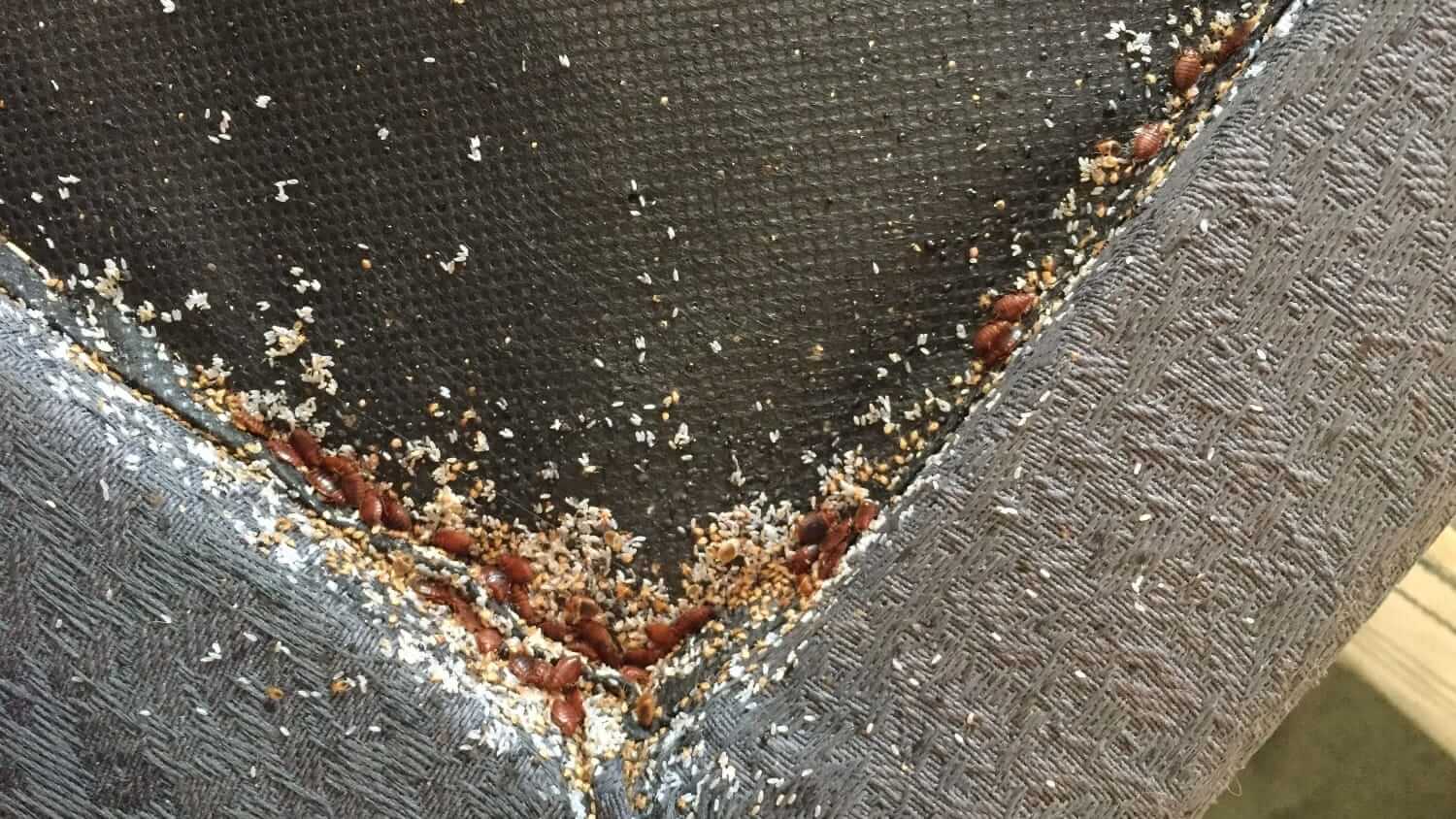 Bedbugs nesting on a bed base
