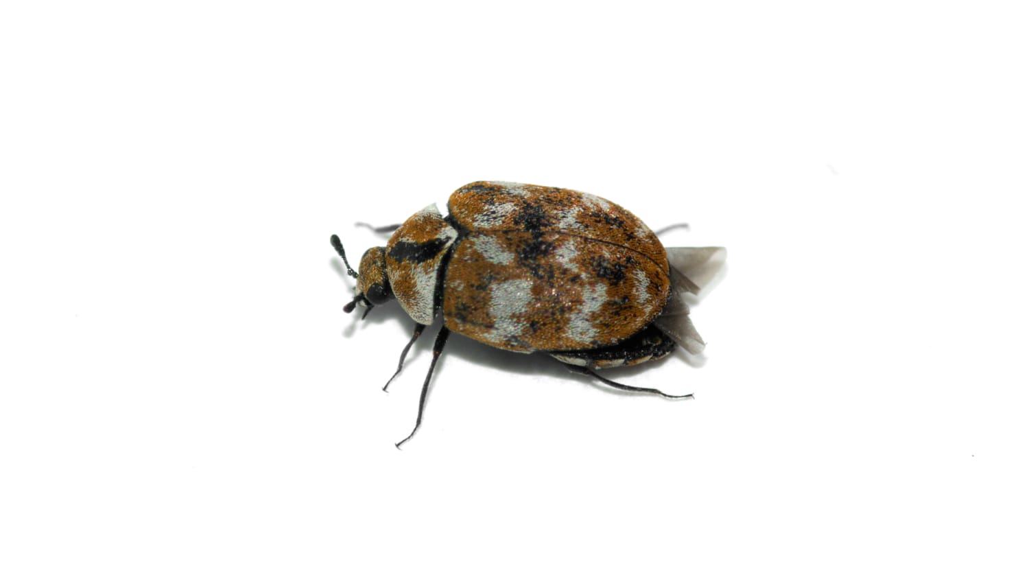 A Varied carpet beetle