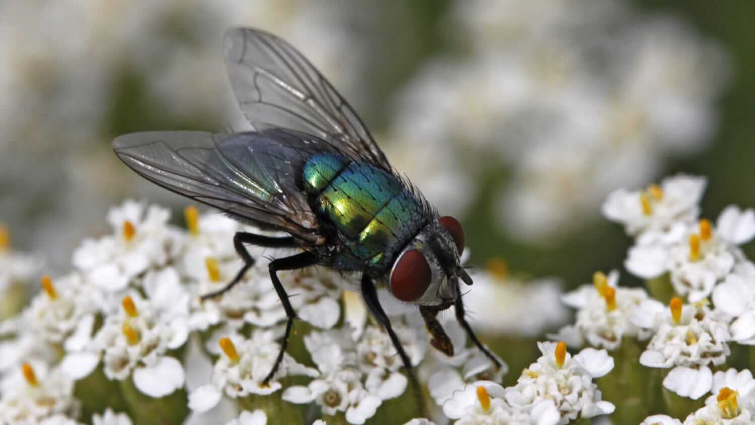 Greenbottle on a white flower