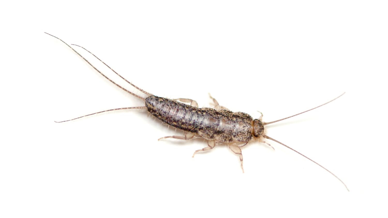 A closeup of a silverfish